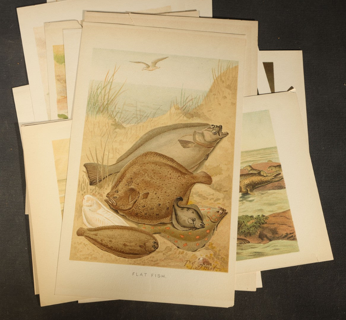Grouping of 14 Vintage Chromolithograph Book Plate Prints of Reptiles, Amphibians, Fish, and Marine Life including Blue Shark, Black Iguana, Chameleons, Cobras, and River Tortoises
