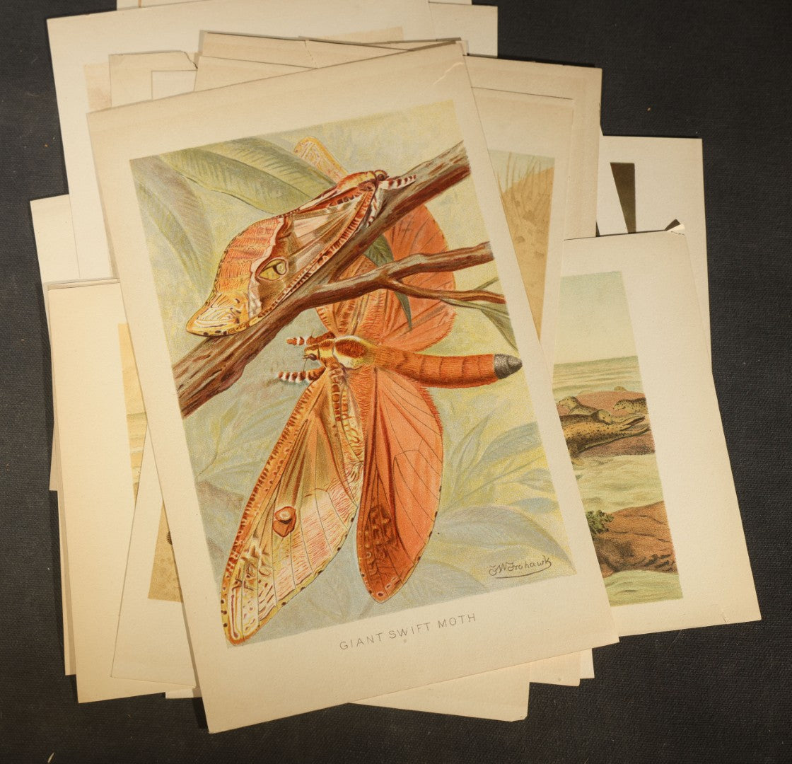 Grouping of 14 Vintage Chromolithograph Book Plate Prints of Reptiles, Amphibians, Fish, and Marine Life including Blue Shark, Black Iguana, Chameleons, Cobras, and River Tortoises