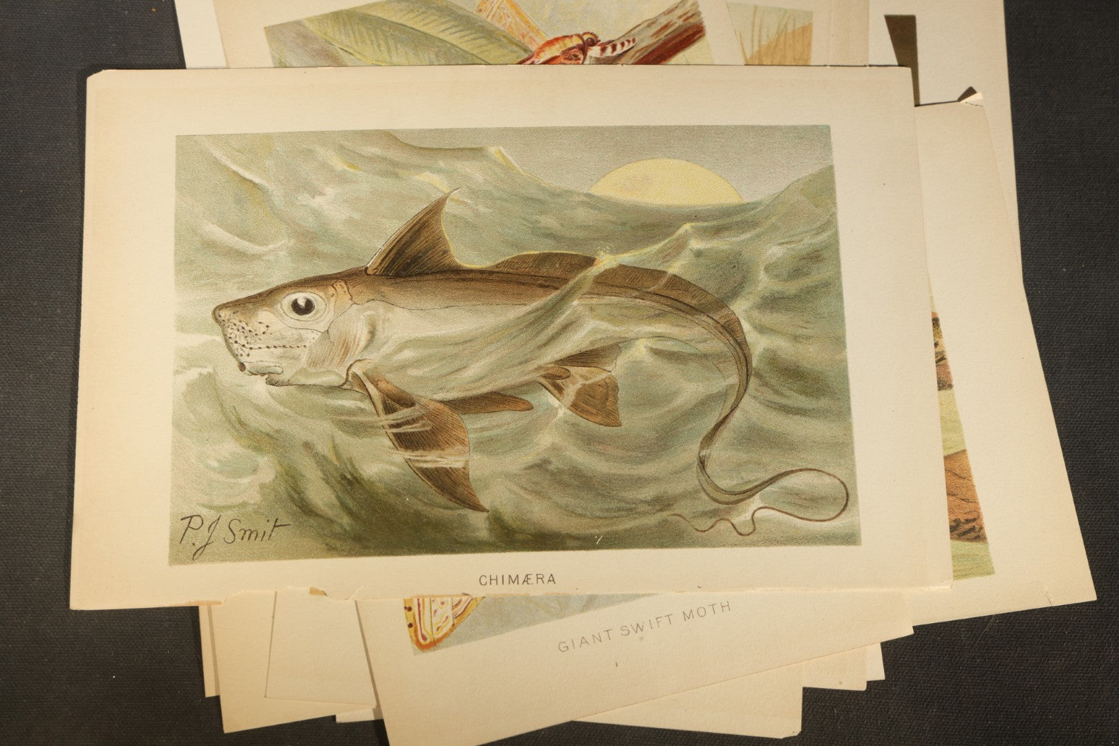 Grouping of 14 Vintage Chromolithograph Book Plate Prints of Reptiles, Amphibians, Fish, and Marine Life including Blue Shark, Black Iguana, Chameleons, Cobras, and River Tortoises
