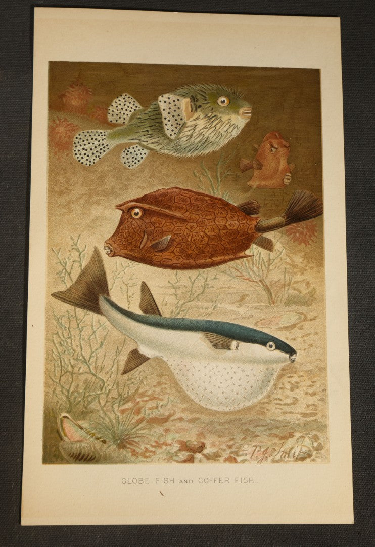 Grouping of 14 Vintage Chromolithograph Book Plate Prints of Reptiles, Amphibians, Fish, and Marine Life including Blue Shark, Black Iguana, Chameleons, Cobras, and River Tortoises