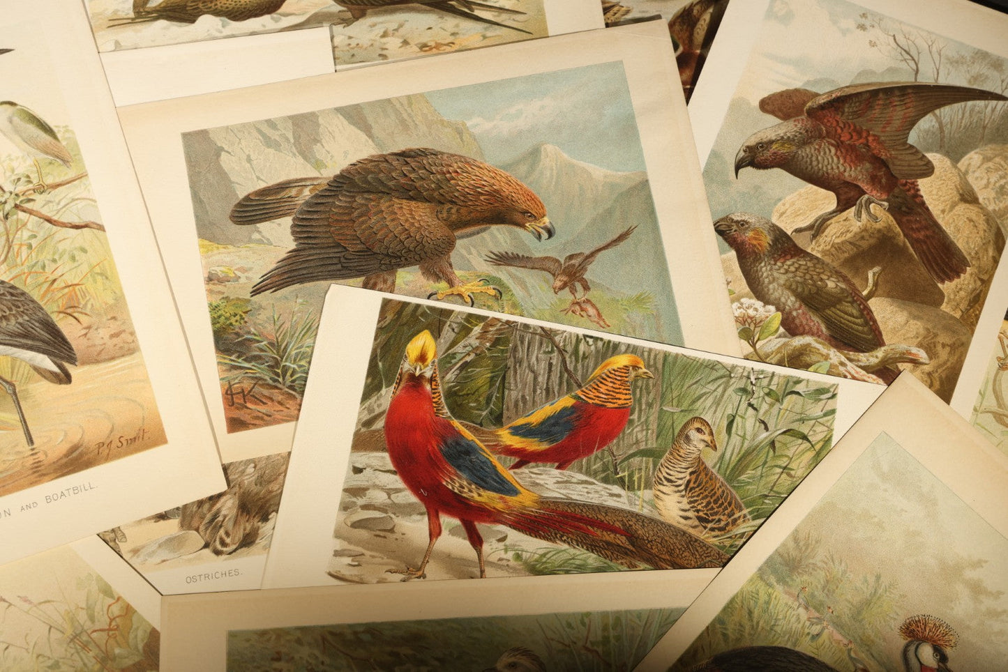 Grouping of 15 Vintage Chromolithograph Book Plate Prints of Birds including Night-Heron, Golden Eagle, Kaka Parrots, Ostriches, and Wild Duck