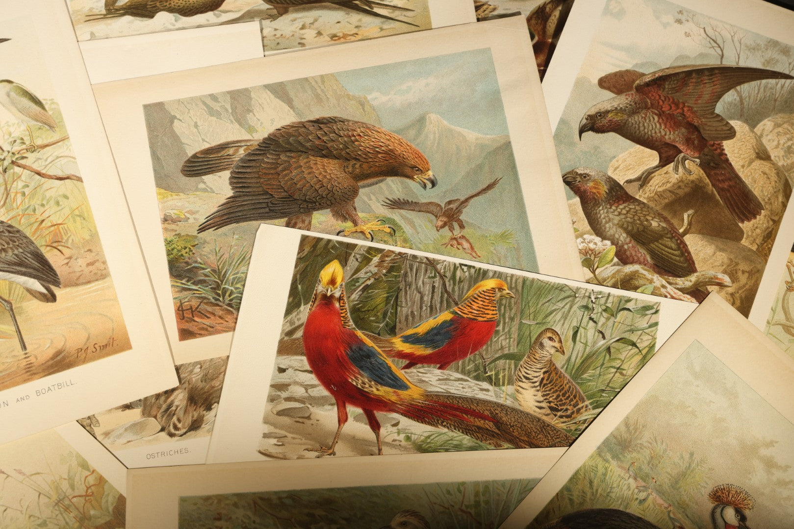 Grouping of 15 Vintage Chromolithograph Book Plate Prints of Birds including Night-Heron, Golden Eagle, Kaka Parrots, Ostriches, and Wild Duck