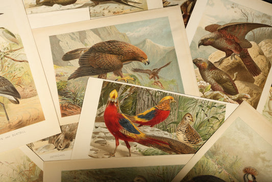 Grouping of 15 Vintage Chromolithograph Book Plate Prints of Birds including Night-Heron, Golden Eagle, Kaka Parrots, Ostriches, and Wild Duck
