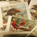 Lot 078 - Grouping of 15 Vintage Chromolithograph Book Plate Prints of Birds Including Night-Heron, Golden Eagle, Kaka Parrots, Ostriches, and Wild Duck