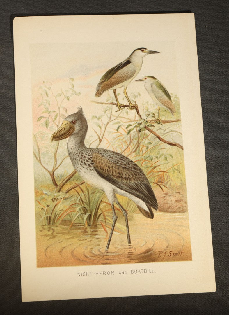 Grouping of 15 Vintage Chromolithograph Book Plate Prints of Birds including Night-Heron, Golden Eagle, Kaka Parrots, Ostriches, and Wild Duck