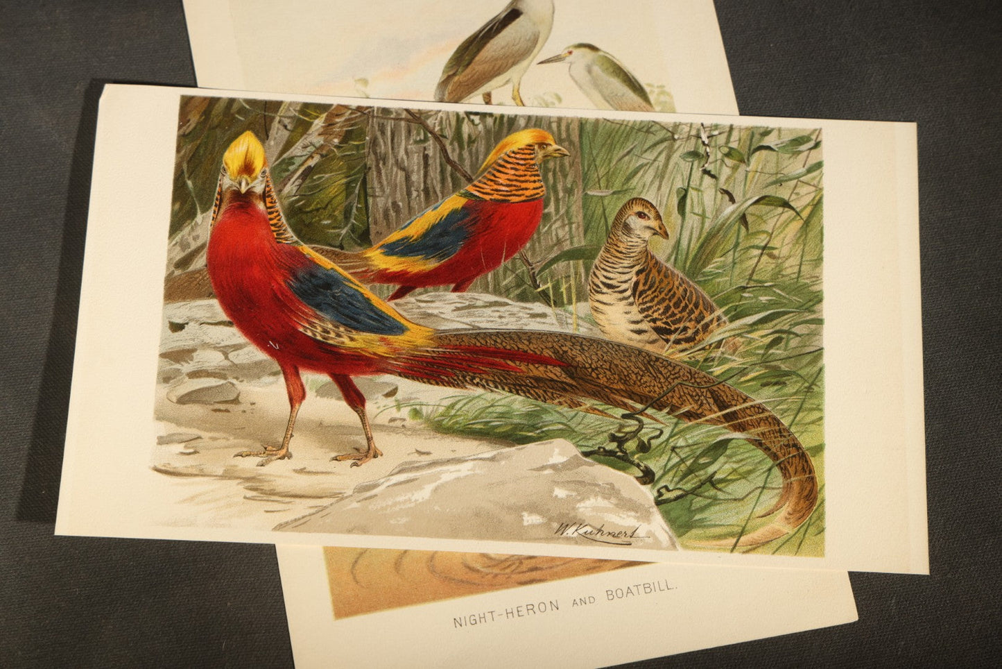 Grouping of 15 Vintage Chromolithograph Book Plate Prints of Birds including Night-Heron, Golden Eagle, Kaka Parrots, Ostriches, and Wild Duck