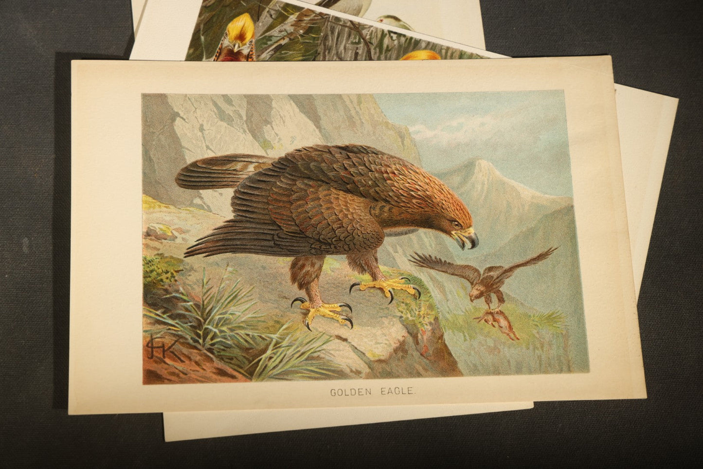 Grouping of 15 Vintage Chromolithograph Book Plate Prints of Birds including Night-Heron, Golden Eagle, Kaka Parrots, Ostriches, and Wild Duck