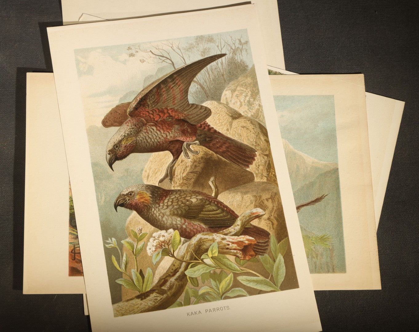 Grouping of 15 Vintage Chromolithograph Book Plate Prints of Birds including Night-Heron, Golden Eagle, Kaka Parrots, Ostriches, and Wild Duck