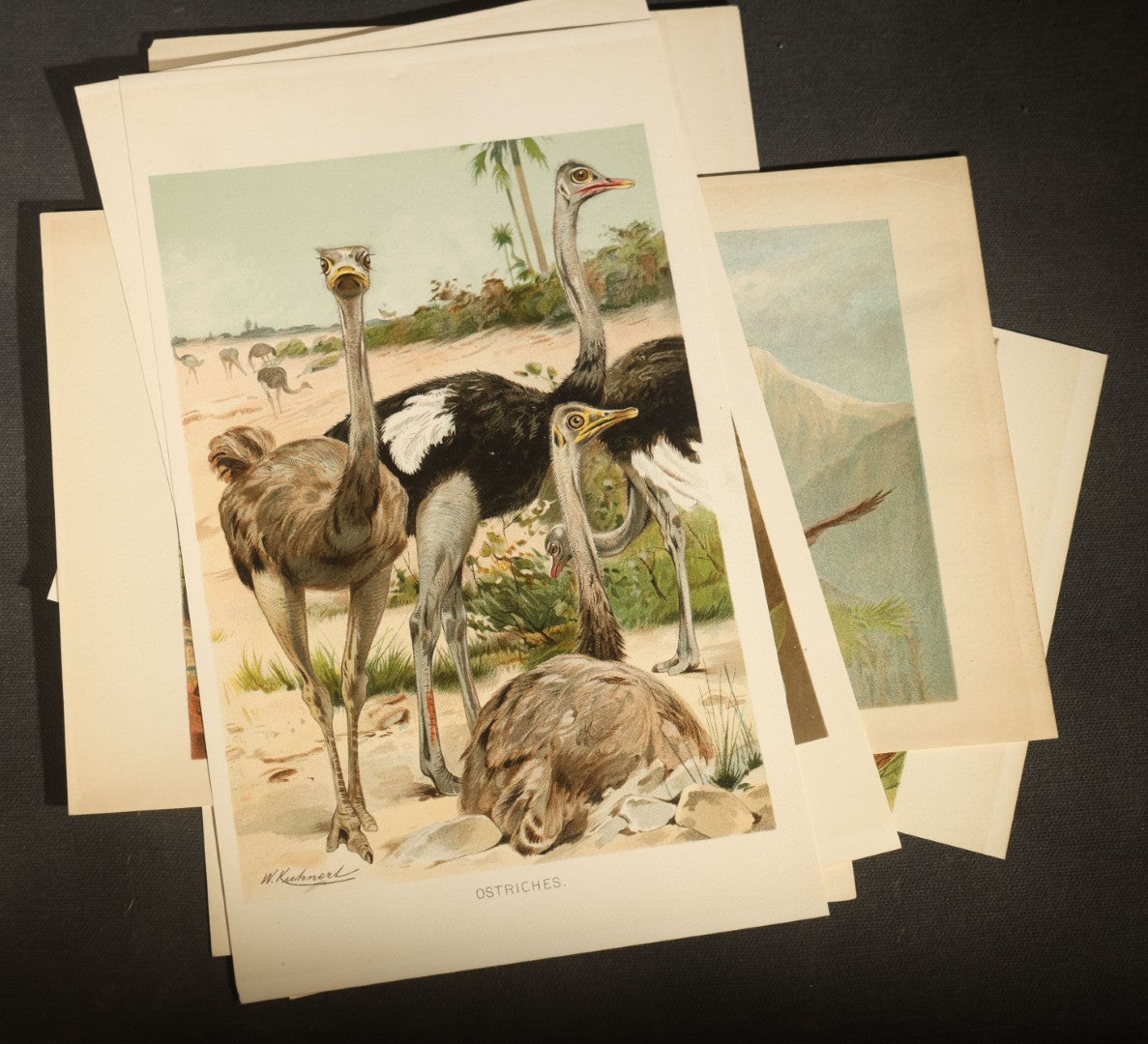 Grouping of 15 Vintage Chromolithograph Book Plate Prints of Birds including Night-Heron, Golden Eagle, Kaka Parrots, Ostriches, and Wild Duck