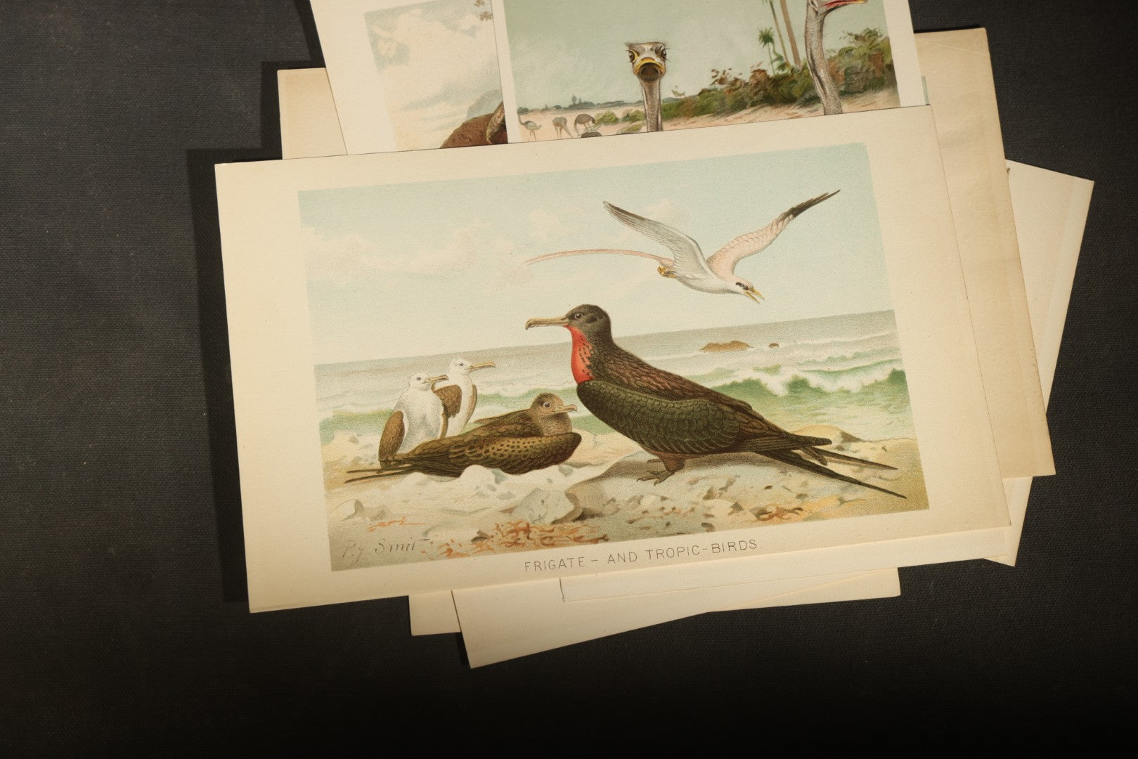 Grouping of 15 Vintage Chromolithograph Book Plate Prints of Birds including Night-Heron, Golden Eagle, Kaka Parrots, Ostriches, and Wild Duck