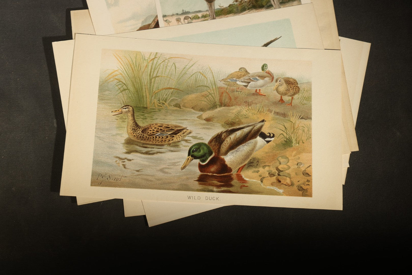 Grouping of 15 Vintage Chromolithograph Book Plate Prints of Birds including Night-Heron, Golden Eagle, Kaka Parrots, Ostriches, and Wild Duck