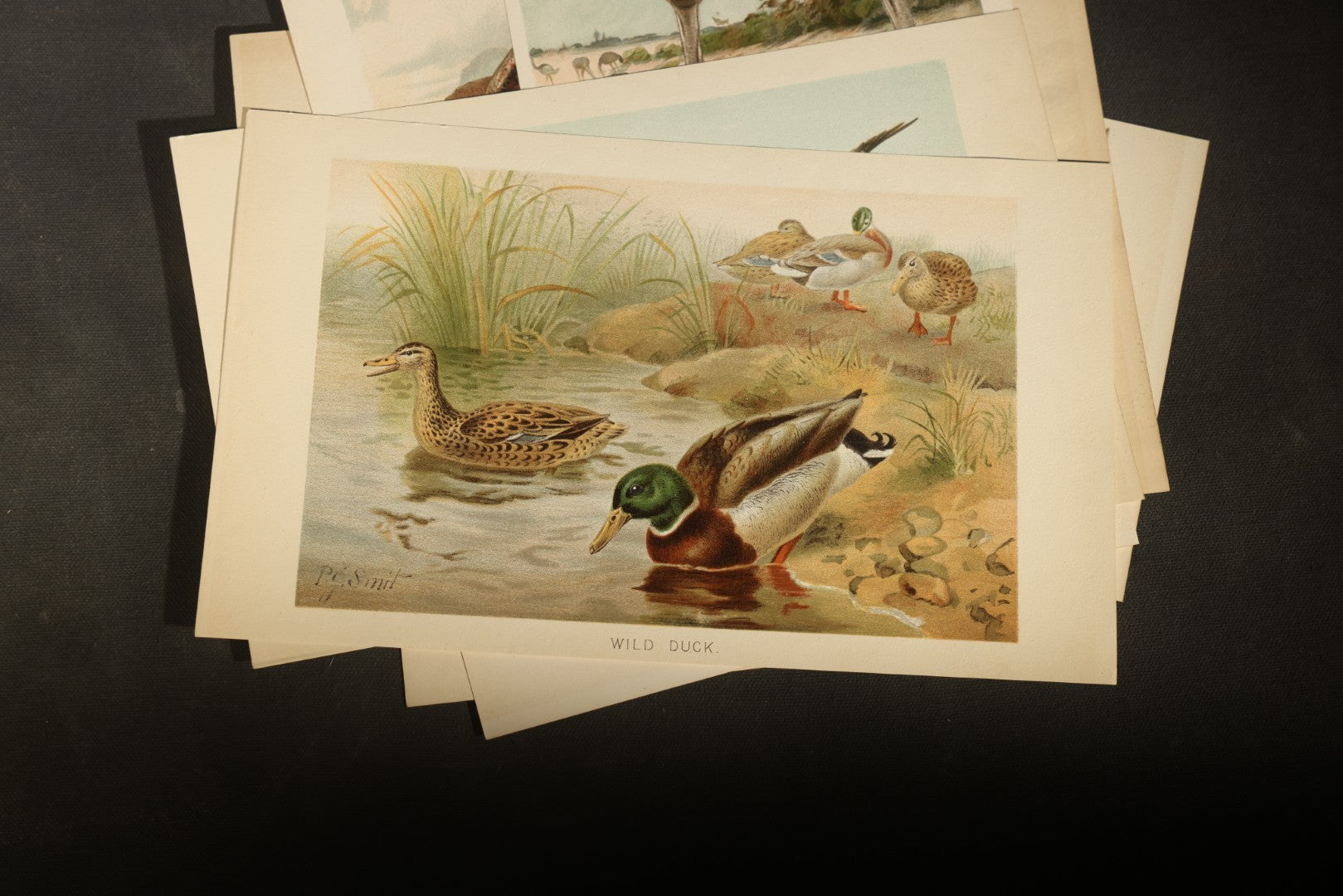 Grouping of 15 Vintage Chromolithograph Book Plate Prints of Birds including Night-Heron, Golden Eagle, Kaka Parrots, Ostriches, and Wild Duck