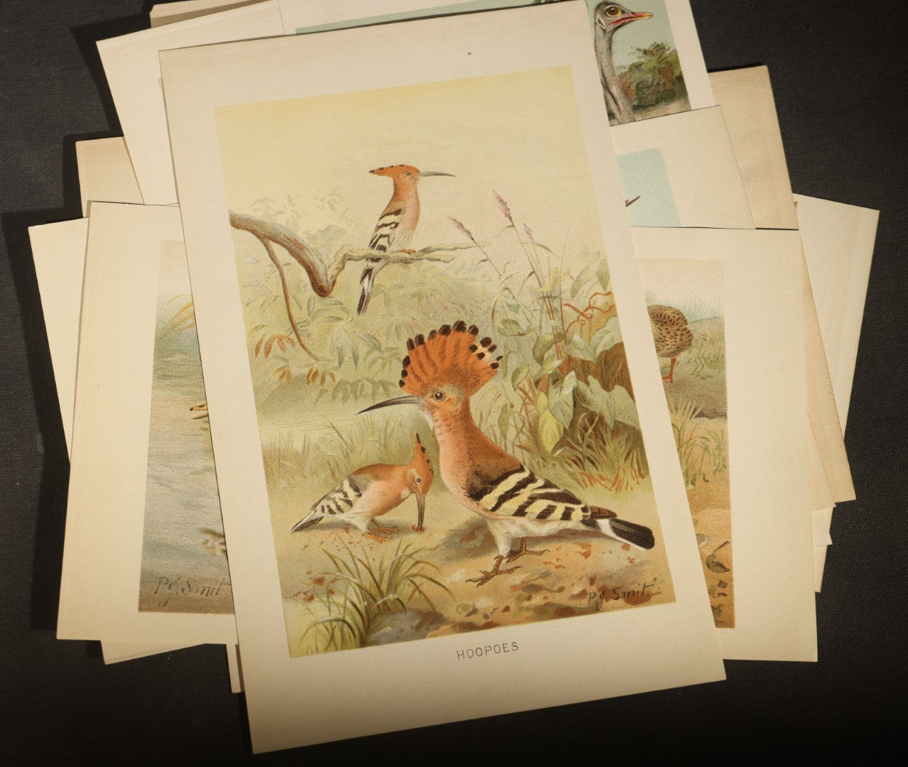 Grouping of 15 Vintage Chromolithograph Book Plate Prints of Birds including Night-Heron, Golden Eagle, Kaka Parrots, Ostriches, and Wild Duck