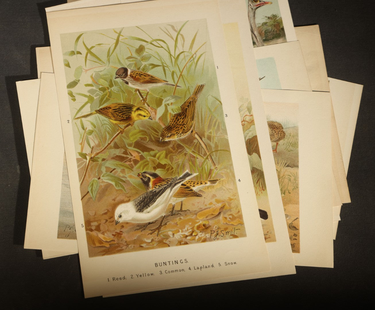 Grouping of 15 Vintage Chromolithograph Book Plate Prints of Birds including Night-Heron, Golden Eagle, Kaka Parrots, Ostriches, and Wild Duck