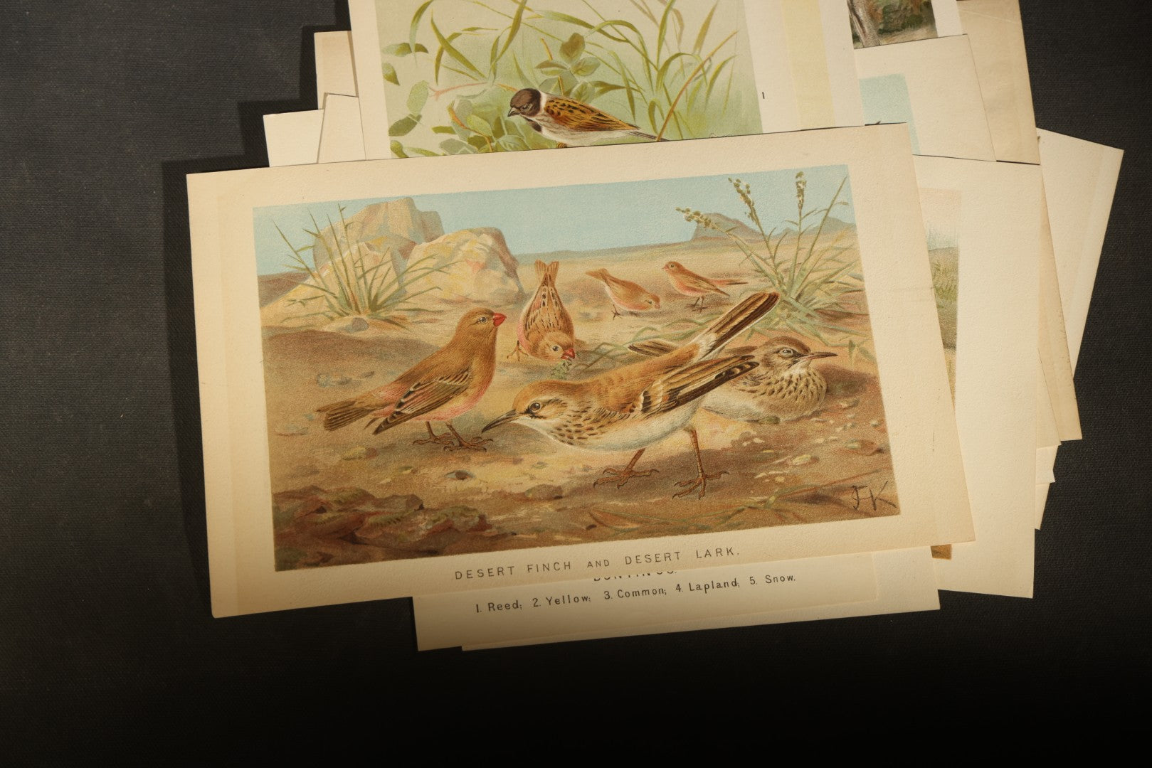 Grouping of 15 Vintage Chromolithograph Book Plate Prints of Birds including Night-Heron, Golden Eagle, Kaka Parrots, Ostriches, and Wild Duck