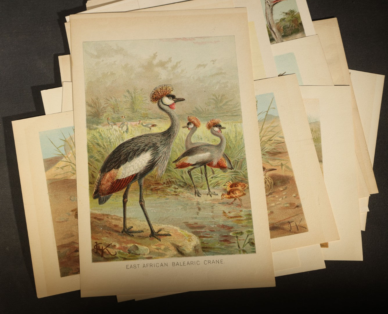 Grouping of 15 Vintage Chromolithograph Book Plate Prints of Birds including Night-Heron, Golden Eagle, Kaka Parrots, Ostriches, and Wild Duck