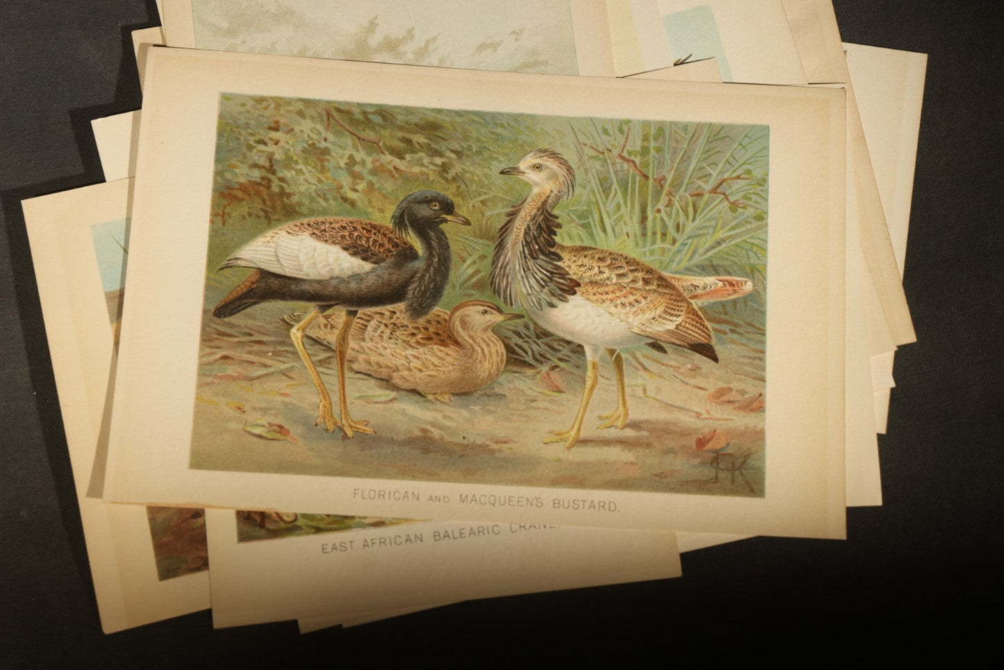 Grouping of 15 Vintage Chromolithograph Book Plate Prints of Birds including Night-Heron, Golden Eagle, Kaka Parrots, Ostriches, and Wild Duck