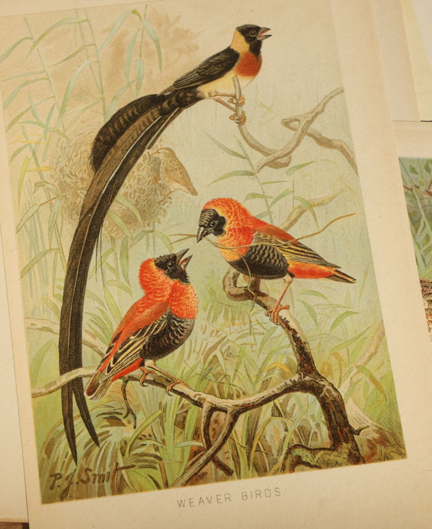 Grouping of 15 Vintage Chromolithograph Book Plate Prints of Birds including Night-Heron, Golden Eagle, Kaka Parrots, Ostriches, and Wild Duck