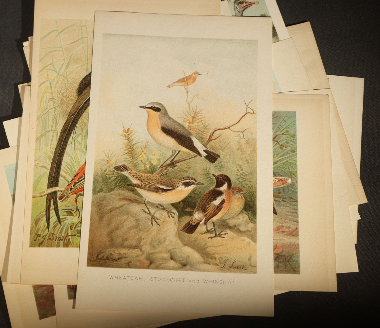 Grouping of 15 Vintage Chromolithograph Book Plate Prints of Birds including Night-Heron, Golden Eagle, Kaka Parrots, Ostriches, and Wild Duck