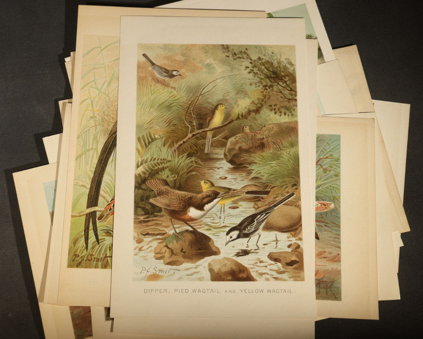 Grouping of 15 Vintage Chromolithograph Book Plate Prints of Birds including Night-Heron, Golden Eagle, Kaka Parrots, Ostriches, and Wild Duck
