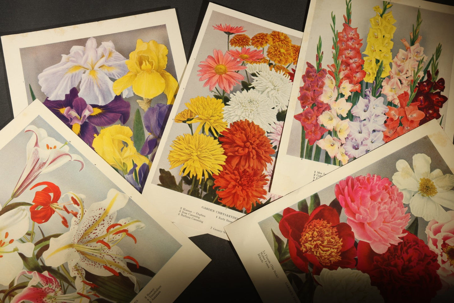 Grouping of Five Vintage Botanical Bookplate Prints of Garden Flowers including Garden Lilies, Garden Peonies, Garden Gladiolus, Garden Chrysanthemums, and Garden Iris