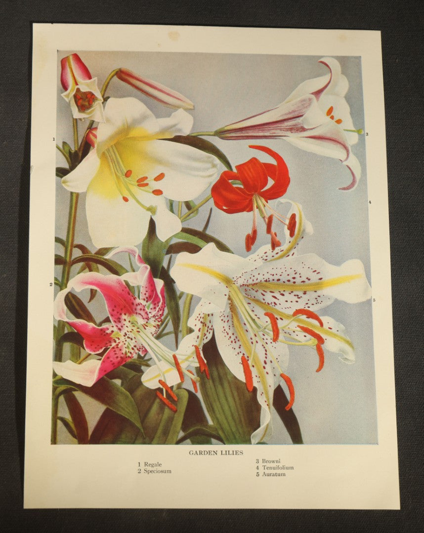 Grouping of Five Vintage Botanical Bookplate Prints of Garden Flowers including Garden Lilies, Garden Peonies, Garden Gladiolus, Garden Chrysanthemums, and Garden Iris