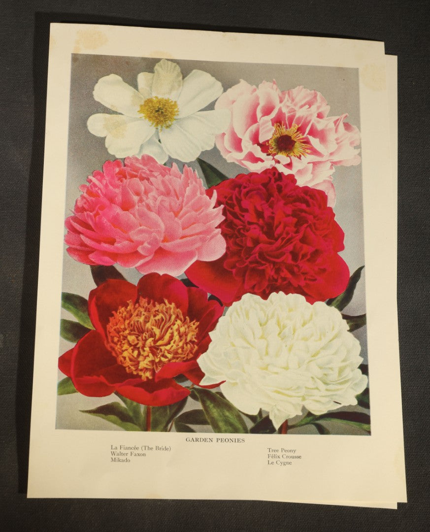 Grouping of Five Vintage Botanical Bookplate Prints of Garden Flowers including Garden Lilies, Garden Peonies, Garden Gladiolus, Garden Chrysanthemums, and Garden Iris