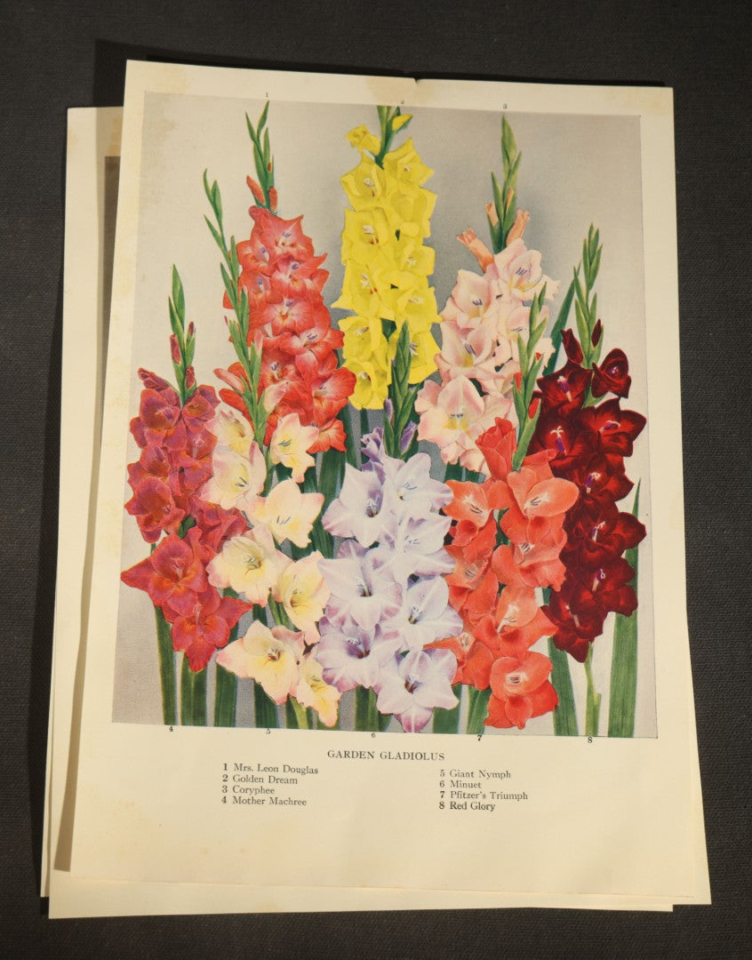 Grouping of Five Vintage Botanical Bookplate Prints of Garden Flowers including Garden Lilies, Garden Peonies, Garden Gladiolus, Garden Chrysanthemums, and Garden Iris