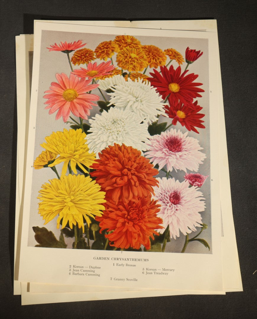 Grouping of Five Vintage Botanical Bookplate Prints of Garden Flowers including Garden Lilies, Garden Peonies, Garden Gladiolus, Garden Chrysanthemums, and Garden Iris