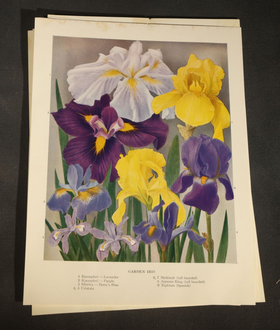 Grouping of Five Vintage Botanical Bookplate Prints of Garden Flowers including Garden Lilies, Garden Peonies, Garden Gladiolus, Garden Chrysanthemums, and Garden Iris