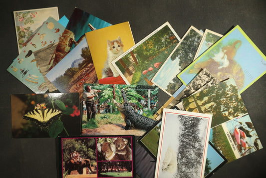 vintage postcard grouping - Animals