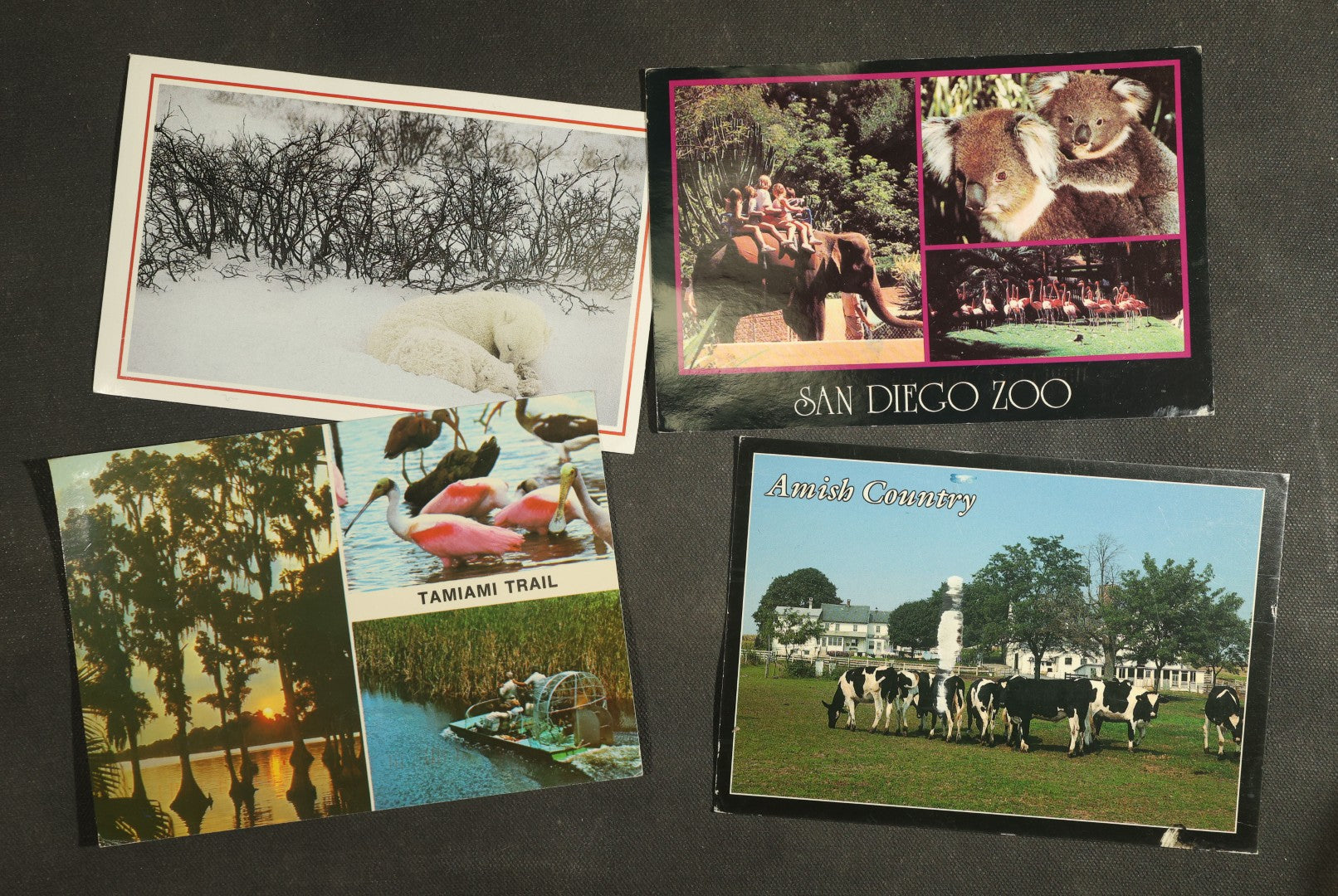 vintage postcard grouping - Animals