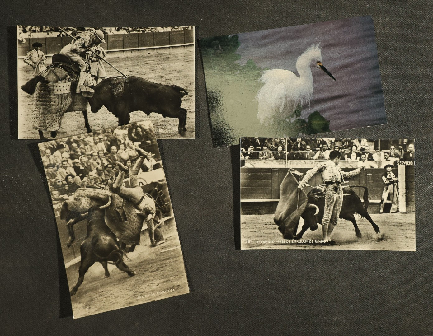 vintage postcard grouping - Animals