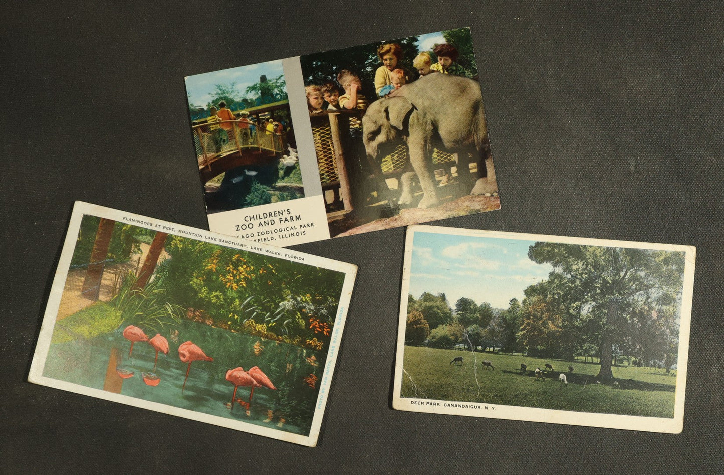 vintage postcard grouping - Animals