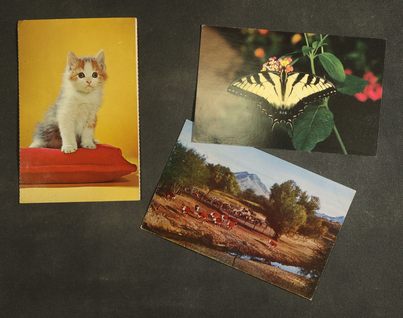 vintage postcard grouping - Animals