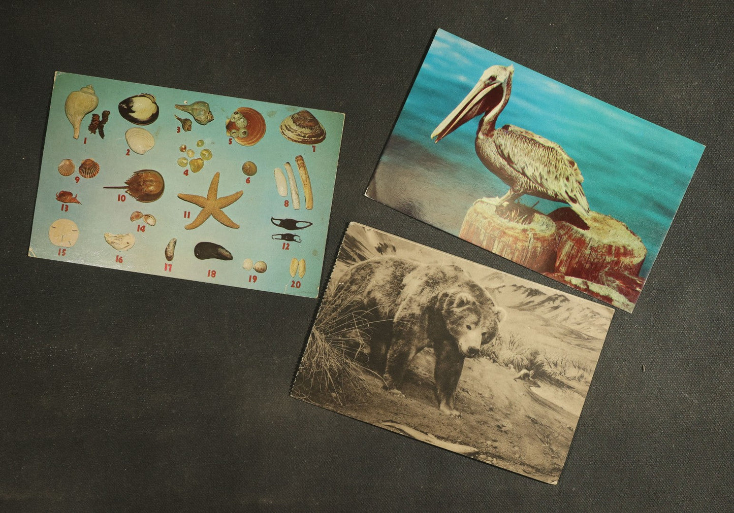 vintage postcard grouping - Animals
