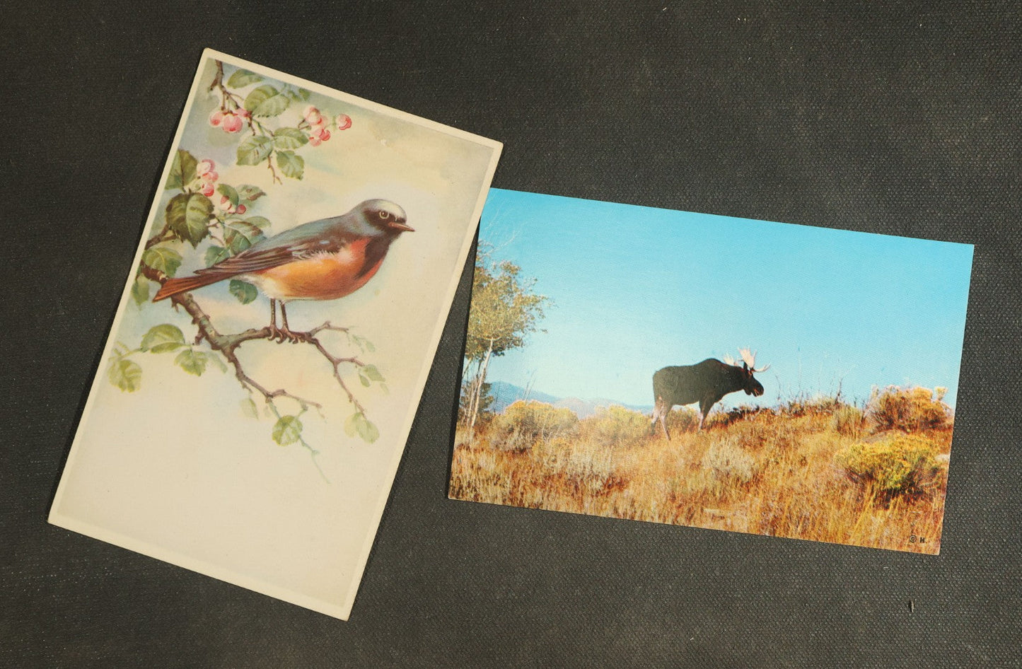 vintage postcard grouping - Animals