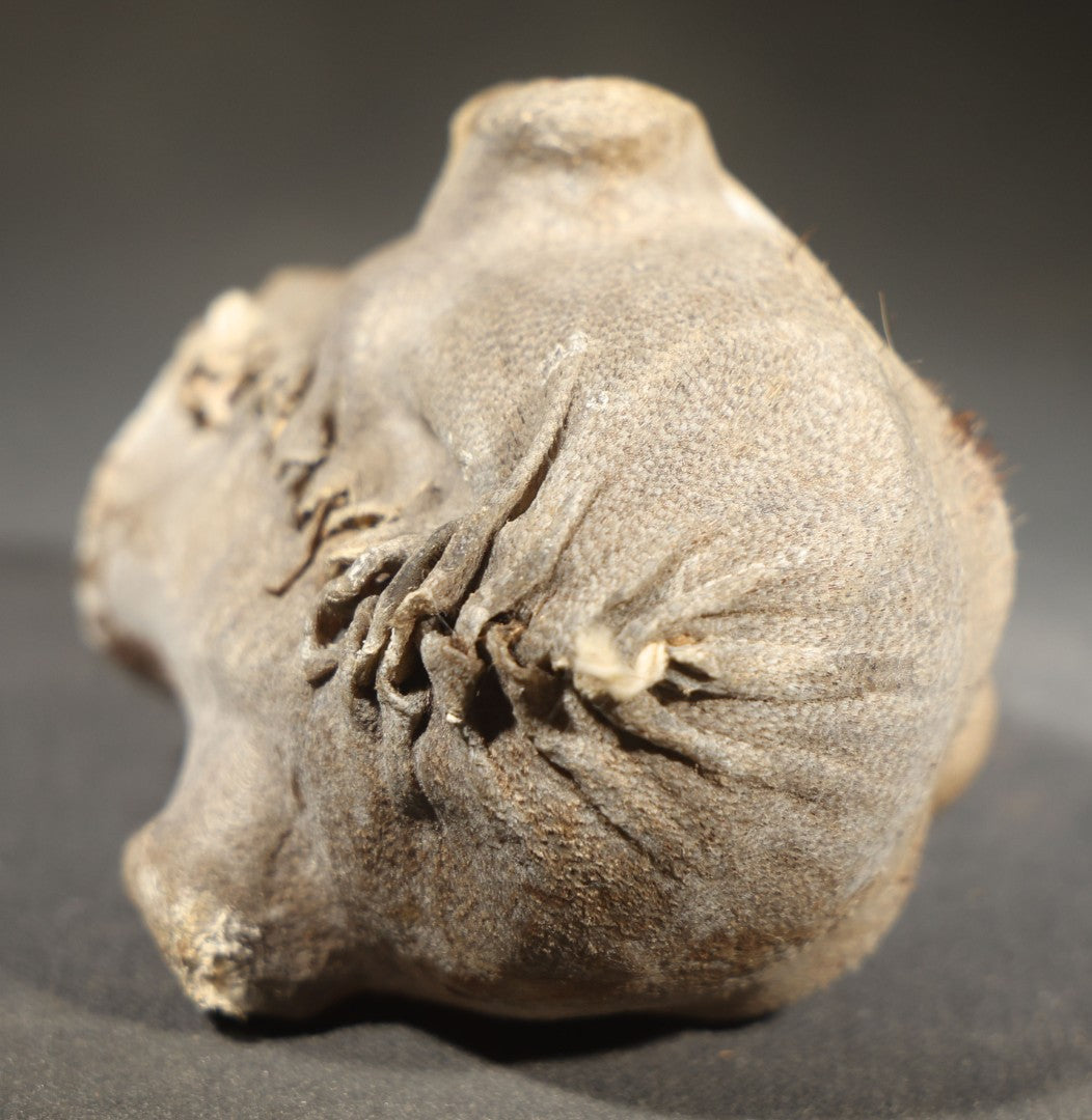 Vintage Shrunken Head Gaff Tourist Souvenir, Sculpted from Animal Hide
