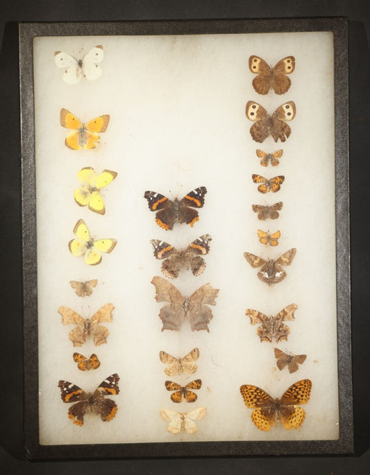 Vintage Entomological Riker Specimen Mount Containing Pinned Butterfly and Moth Specimens including Large Wood Nymph, American Copper, Pearly Crescentspot, Comma, Coral Hairstreak, and Silver Spotted Skipper