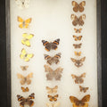 Lot 022 - Vintage Entomological Riker Specimen Mount Containing Pinned Butterfly and Moth Specimens Including Large Wood Nymph, American Copper, Pearly Crescentspot, Comma, Coral Hairstreak, and Silver Spotted Skipper, 12-1/4" L x 16-1/4" W