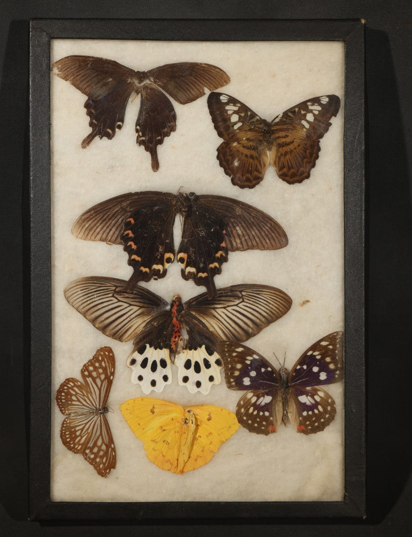 Vintage Entomological Riker-Mounted Butterfly Specimen Display Containing Seven Pinned Butterflies