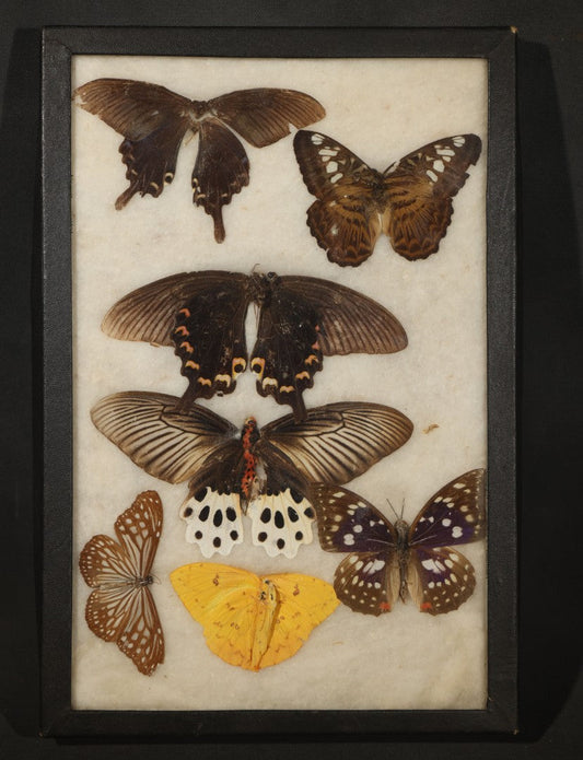 Vintage Entomological Riker-Mounted Butterfly Specimen Display Containing Seven Pinned Butterflies