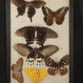 Lot 023 - Vintage Entomological Riker-Mounted Butterfly Specimen Display Containing Seven Pinned Butterflies, 8-1/4" L x 12-1/8" W