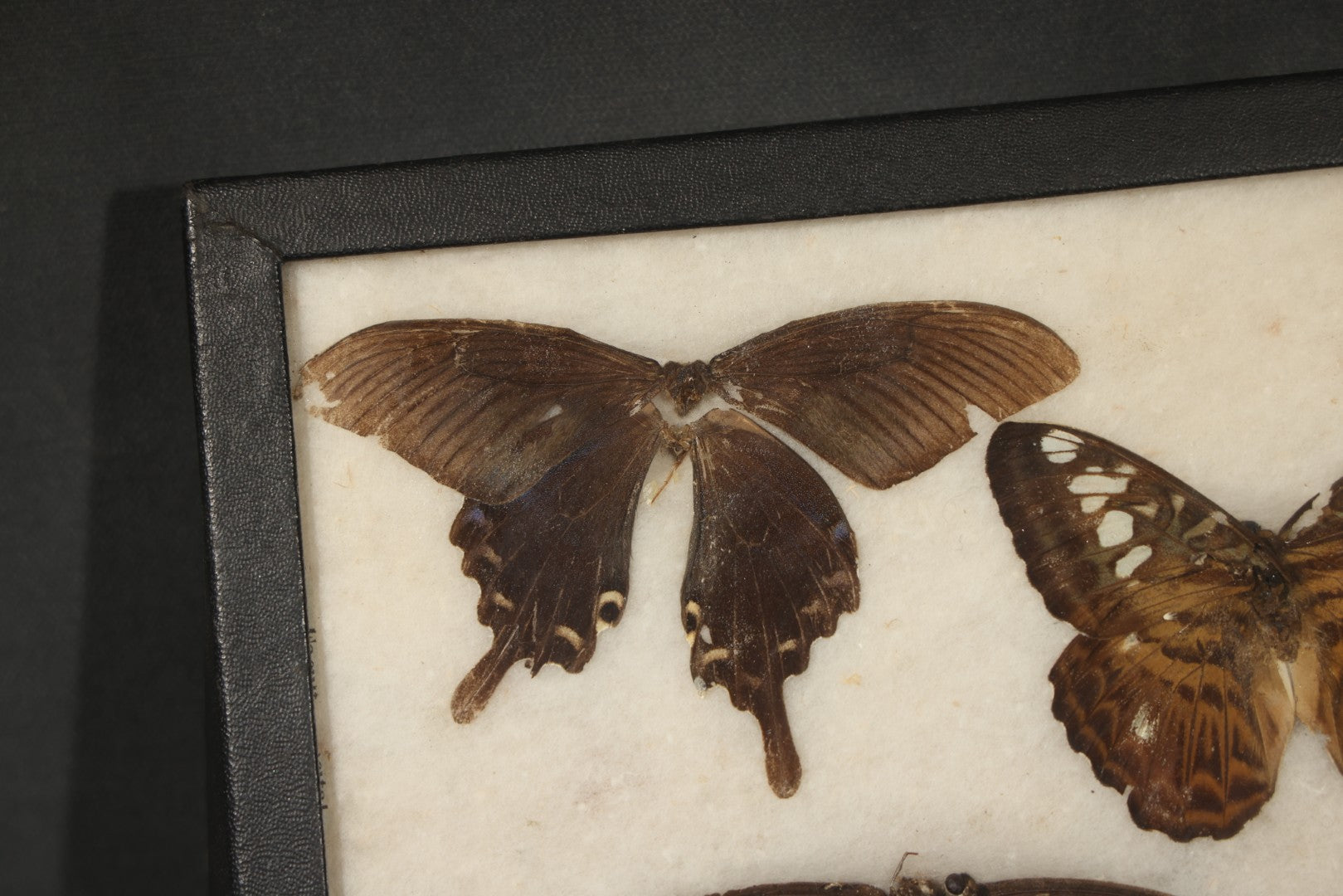 Vintage Entomological Riker-Mounted Butterfly Specimen Display Containing Seven Pinned Butterflies