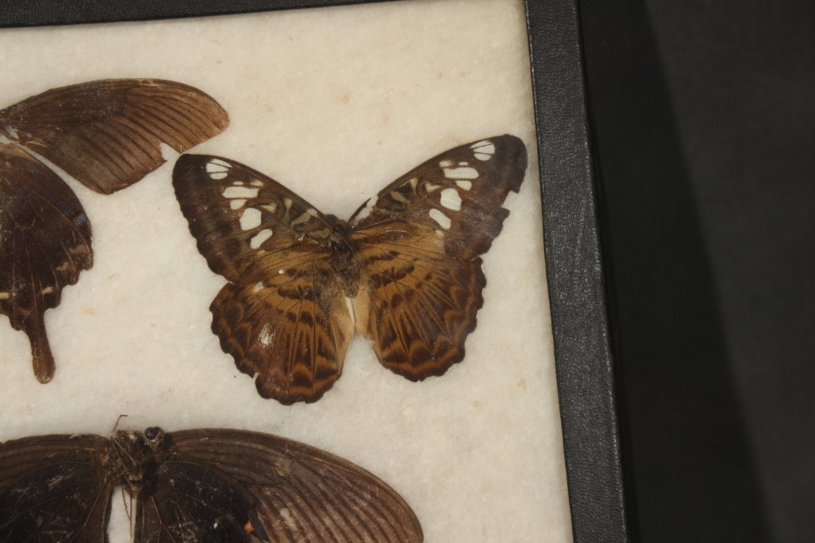 Vintage Entomological Riker-Mounted Butterfly Specimen Display Containing Seven Pinned Butterflies