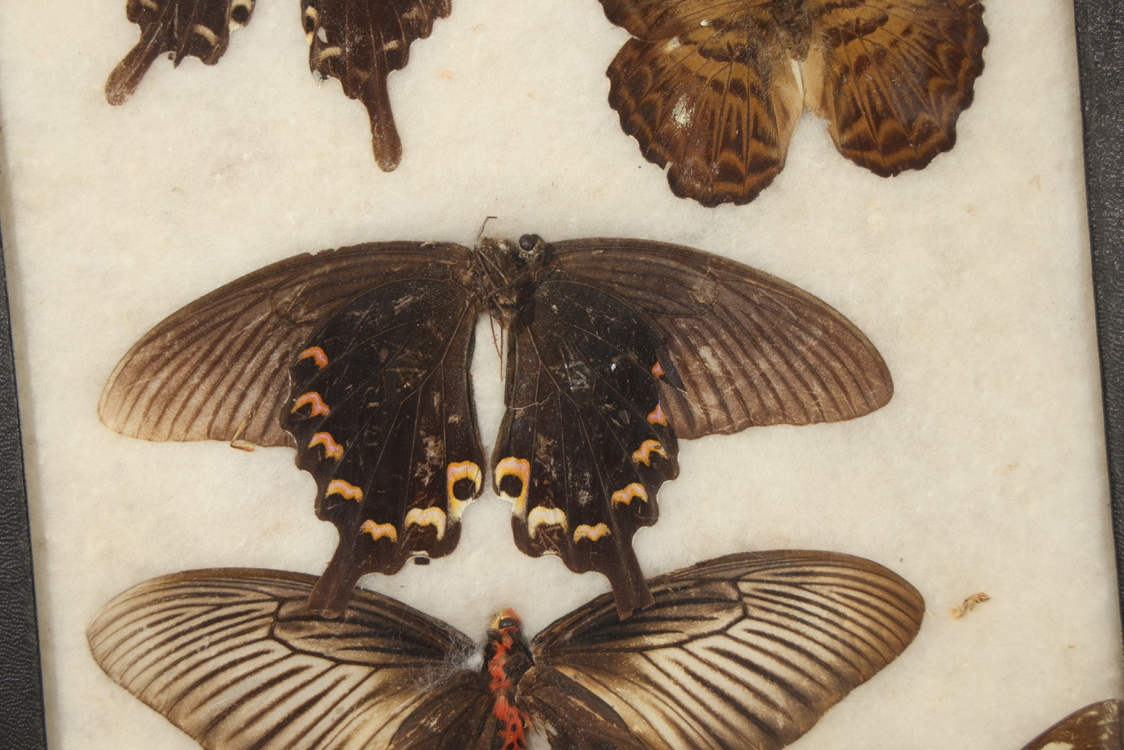 Vintage Entomological Riker-Mounted Butterfly Specimen Display Containing Seven Pinned Butterflies