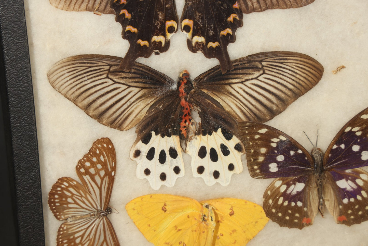 Vintage Entomological Riker-Mounted Butterfly Specimen Display Containing Seven Pinned Butterflies