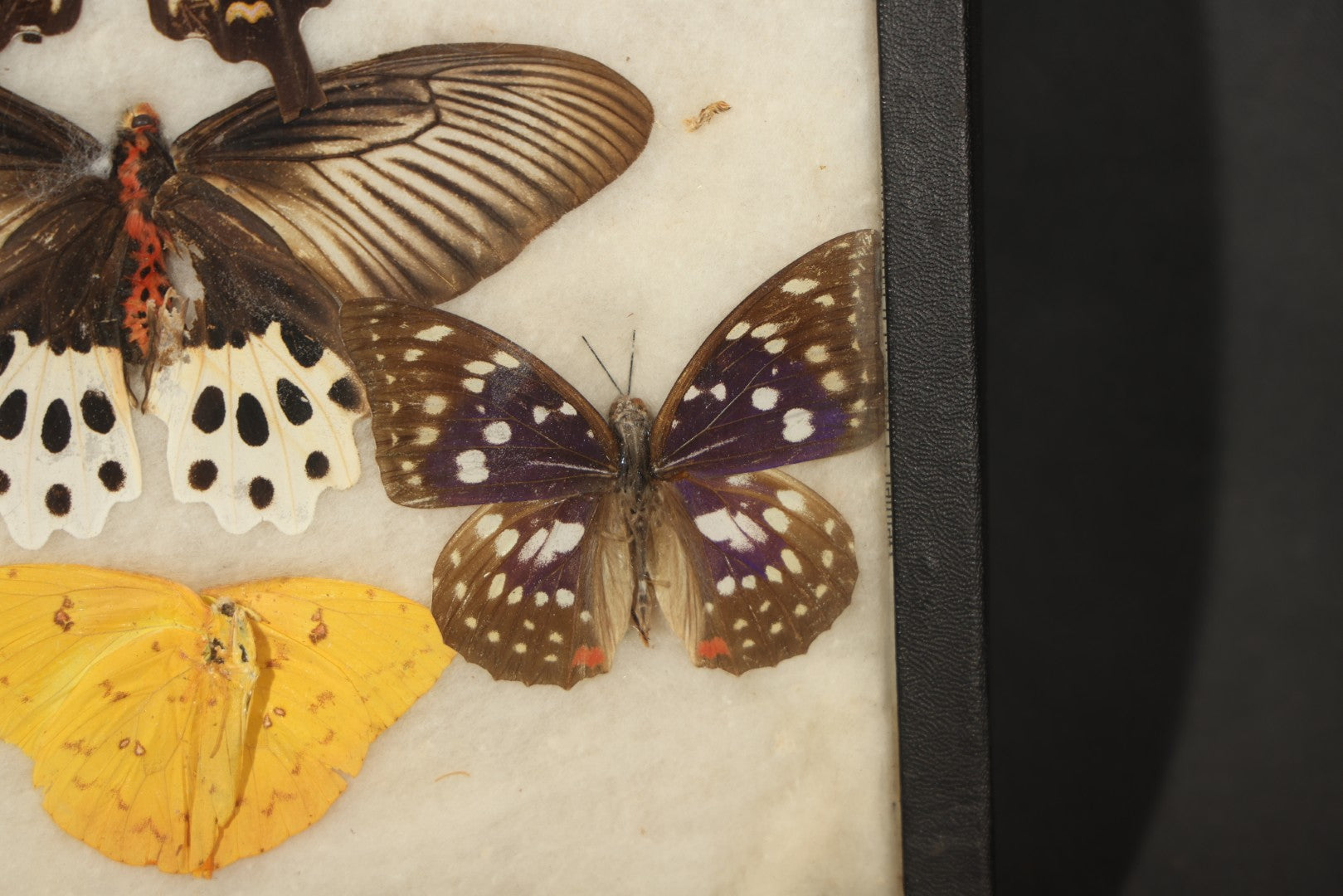 Vintage Entomological Riker-Mounted Butterfly Specimen Display Containing Seven Pinned Butterflies