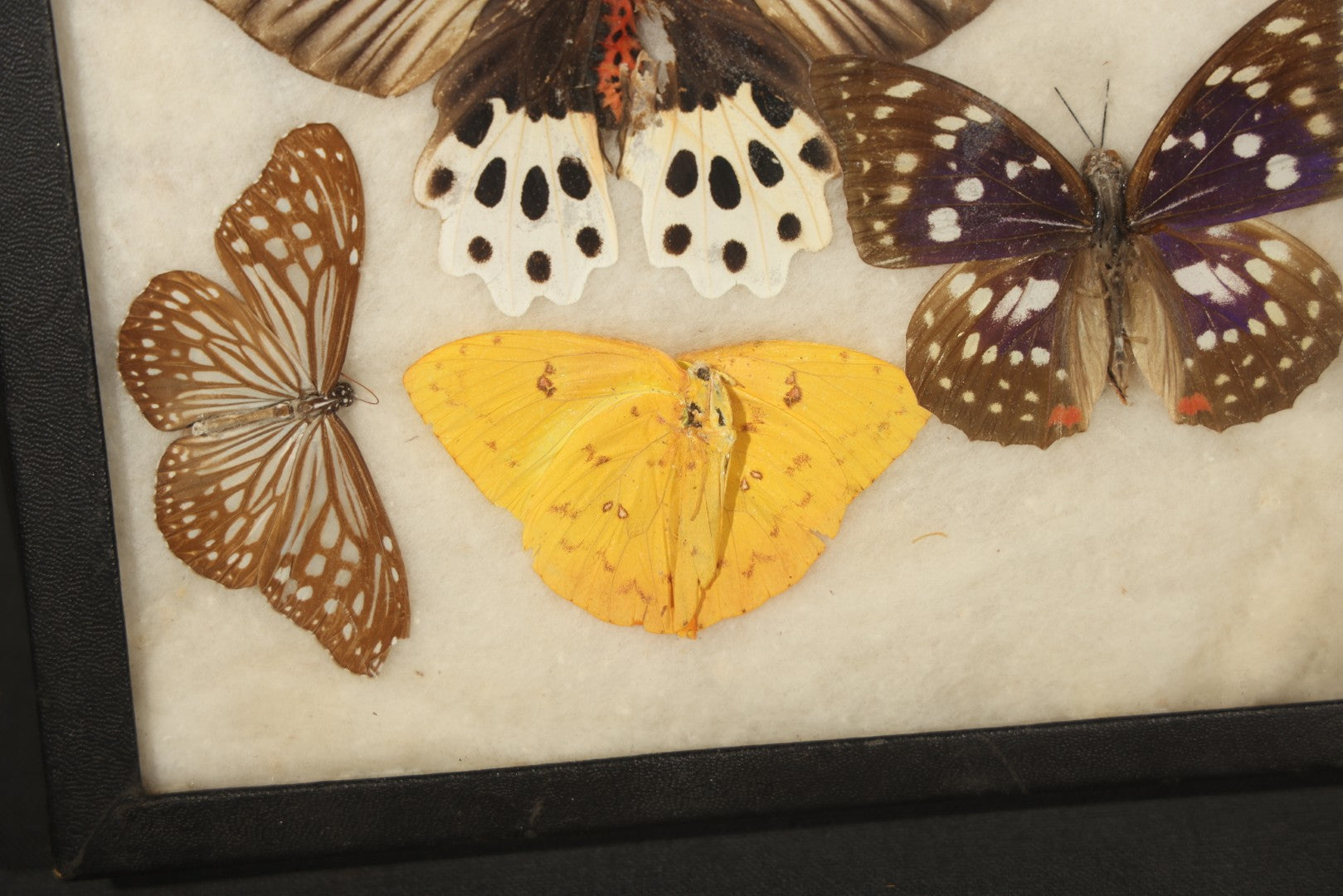 Vintage Entomological Riker-Mounted Butterfly Specimen Display Containing Seven Pinned Butterflies