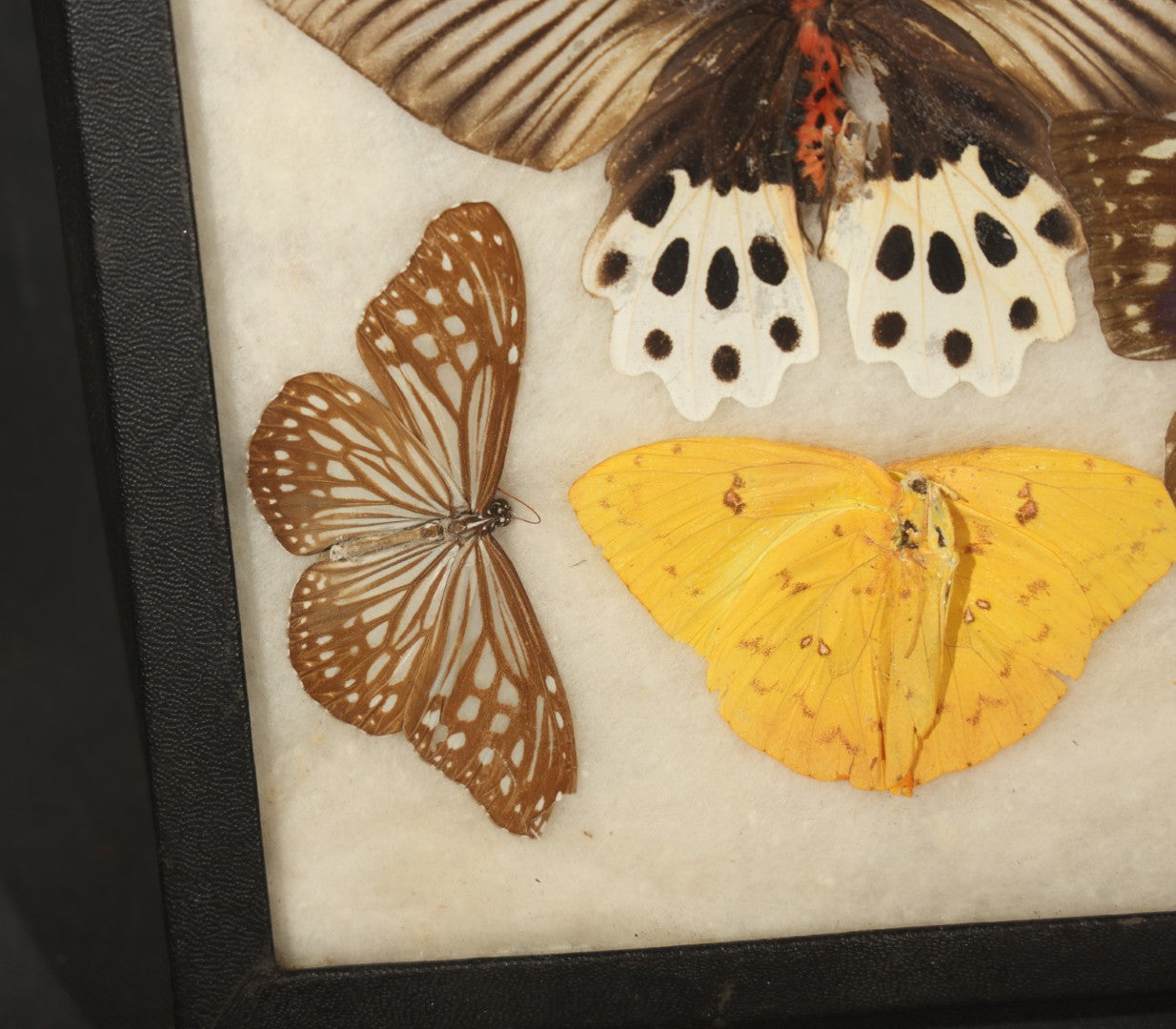 Vintage Entomological Riker-Mounted Butterfly Specimen Display Containing Seven Pinned Butterflies
